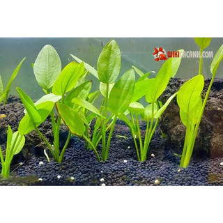 BỤI LAN NƯỚC CÂY THỦY SINH HỒ CÁ