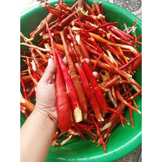 Sâm cau giống