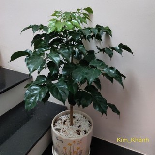 Cây Hạnh phúc, đong đầy phúc lộc