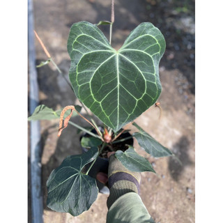 Anthurium clari lá size từ 25cm trở lên khá là to