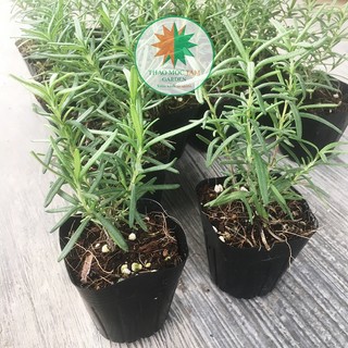 Hương Thảo KHÁNH HOÀ chậu Pot7.5 - thaomoctamgarden sản xuất