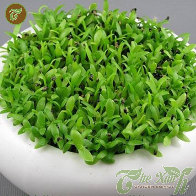 Hạt giống cỏ may mắn