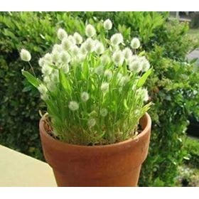 Hạt giống cỏ đuôi thỏ