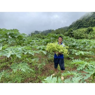 Hoa đu đủ đực 500g