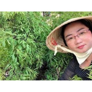 Lá đinh lăng lá nếp 500g