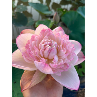 Củ sen Super Lotus