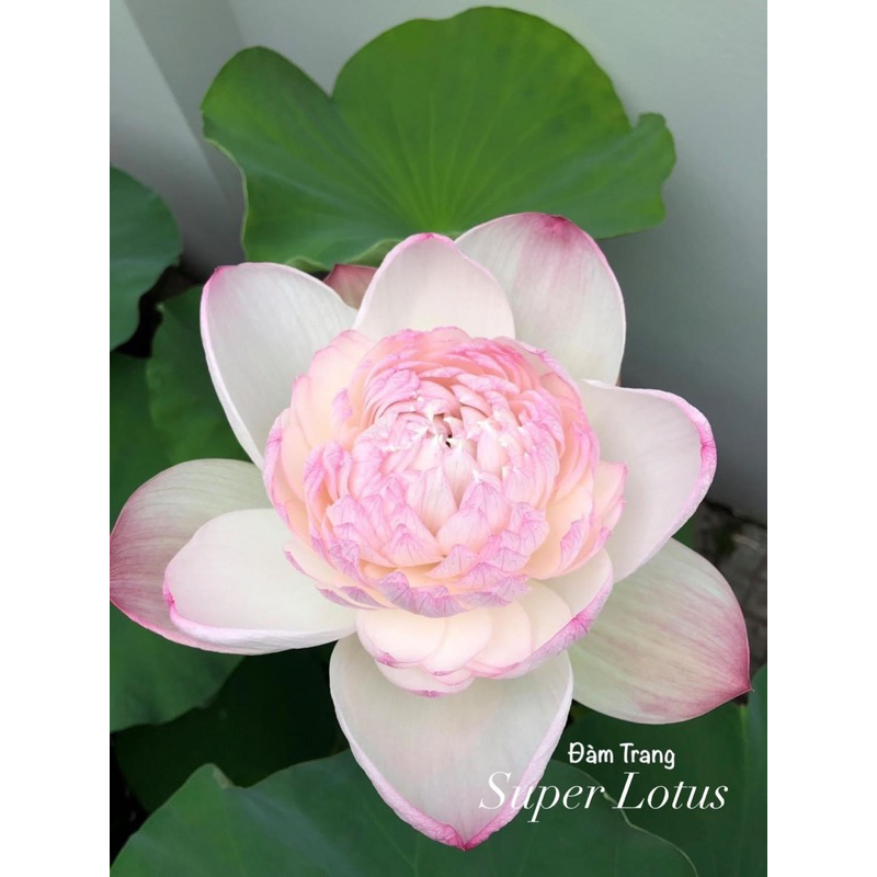 Củ sen Super Lotus