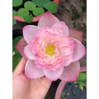 Củ sen Super Lotus