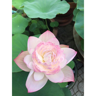 Củ sen Super Lotus