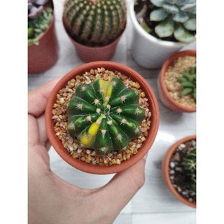 Đá rải mặt, trộn đất pumice