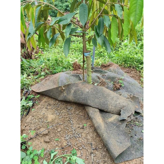 Bạt phủ gốc cây - Bạt phủ cỏ đầy đủ kích thước