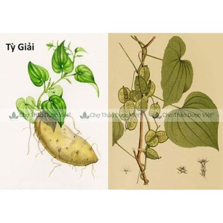 Tỳ giải khô 500g, thái lát mỏng, thơm, trắng, hỗ trợ giảm đau nhức xương khớp, tốt cho đường tiết niệu