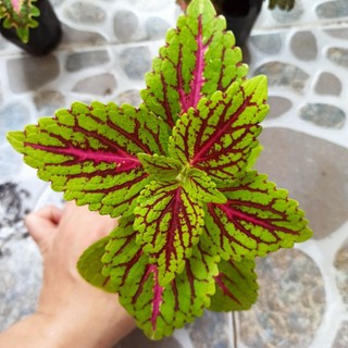 Cây lá gấm nhiều màu