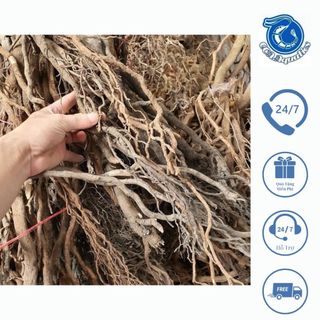 Lũa rễ rừng chưa bóc vỏ siêu nhẹ chuyên setup bể thuỷ sinh rừng , biotop rất đẹp