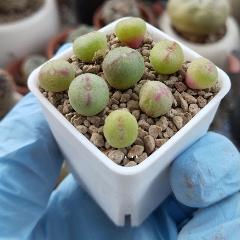 Sen đá cono bilobum vằn đỏ chấm bi conophytum