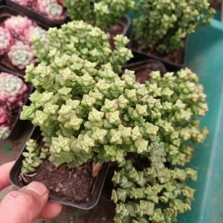 New Sale -Sen Đá Xiên Thịt Var.