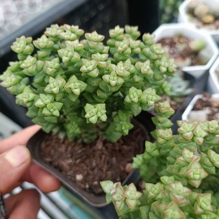 New Sale -Sen Đá Xiên Thịt Var.