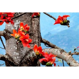 vỏ cây gạo hoa đỏ 500g