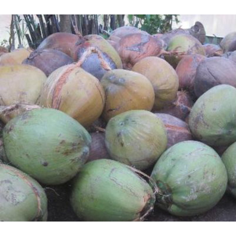 Dừa mã lai K [Mua 15 tặng 1]