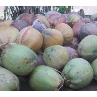 Dừa mã lai K [Mua 15 tặng 1]