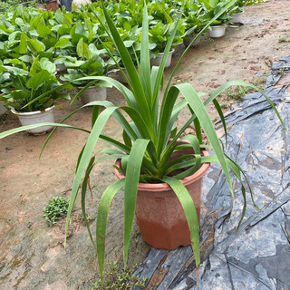 Cây phát tài núi trồng phong thuỷ mang đến tài lộc phú quý