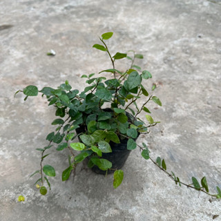 Cây vảy ốc - Cây thằn lằn ngọn dài 15cm trang trí trường vườn  bụi to khỏe sức leo bám tường cực tốt