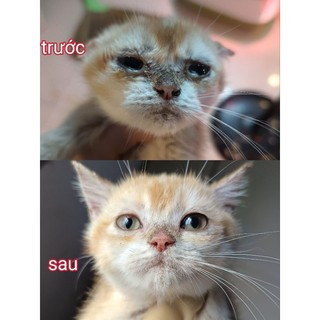 Đ-ặ-c tr-ị hô hấp cực tốt cho chó mèo