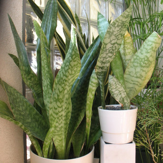 Cây lưỡi rồng lá lớn (Sansevieria Metalica)
