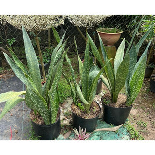 Cây lưỡi rồng lá lớn (Sansevieria Metalica)