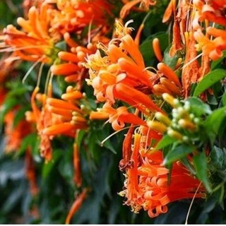 Cây hoa Chùm ớt