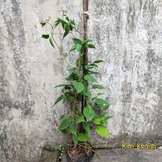 Cây hoa Chùm ớt (Rạng Đông), bông chùm màu cam rực rỡ