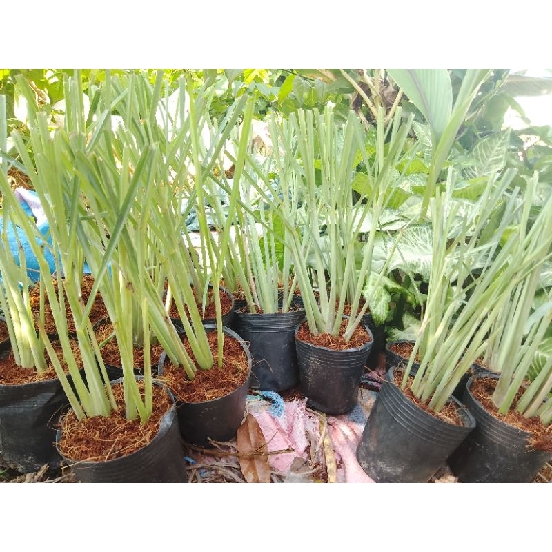 Cây xả giống (nhiều rễ)