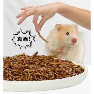 sâu Super worm size trung dành cho hamster , chim, nhím,..