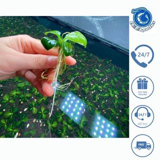 Cây thủy sinh Trầu Iguazu 09 size 3-4 lá