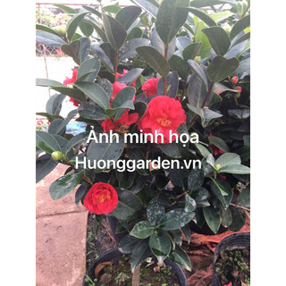 Cây hoa trà my-Trà tứ quý (hồng trà hoa đỏ) bầu cây giống cao 30-35cm )