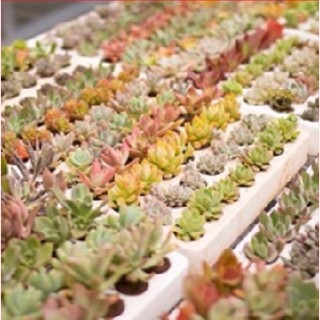 🔥 sale + free ship 🔥 combo 10 cây sen đá vỉ mix nhiều loại
