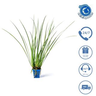 Cỏ Narong , Cây thuỷ sinh hậu cảnh , hàng nhập chậu như hình