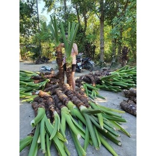 Củ ráy khô, Củ bạc hà núi khô