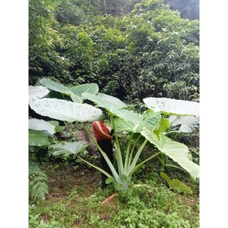 Củ ráy khô, Củ bạc hà núi khô