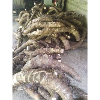 Củ ráy khô, Củ bạc hà núi khô