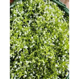 100g cỏ bi cụp trang trí