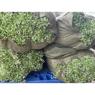 100g cỏ bi cụp trang trí