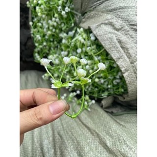 100g cỏ bi cụp trang trí