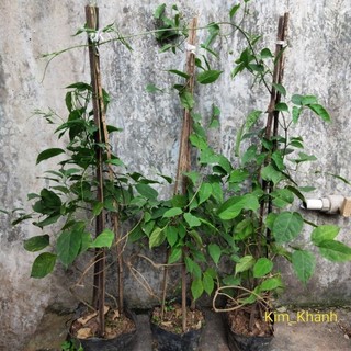 Cây hoa Chùm ớt (Rạng Đông), bông chùm màu cam rực rỡ