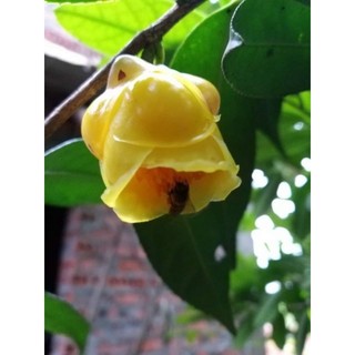 Cây giống kim hoa trà