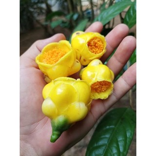 Cây giống kim hoa trà