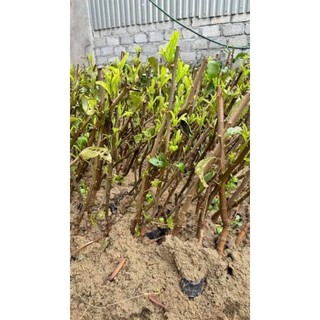Cây táo đào vàng (táo chua dôn dốt)