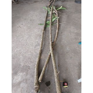 Cành Thiết Mộc Lan Dài 40-50Cm