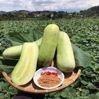  Deal  - 10 Hạt Giống Dưa Chuột Mèo Thái - GM 95% 