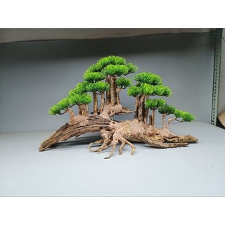 Cây gỗ lũa bonsai kiểu đồi cây [Phần đế bằng gỗ, phần thân có nhiều rể rủ, hang hốc. có 2 loại tán]